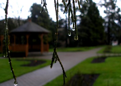 Queen's Park in the Rain (06/06) photo