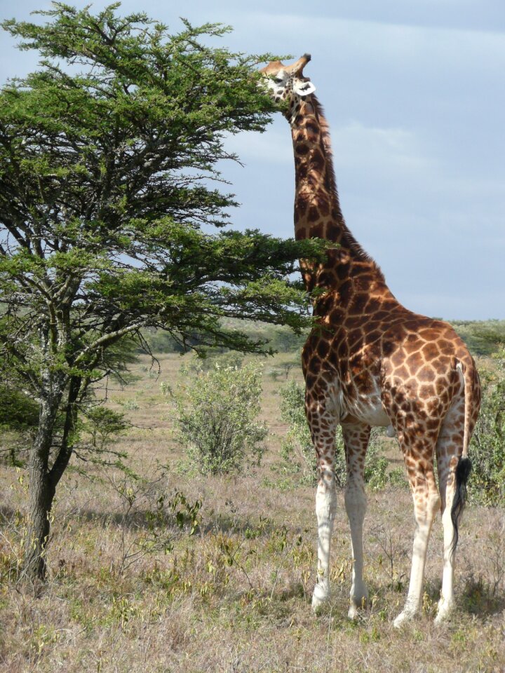 Animal africa wild