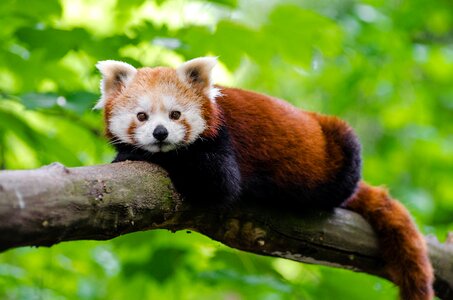 Red panda wildlife green animals photo
