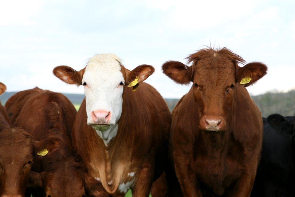 Brown cattle countryside