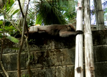 Monkey Trouble
