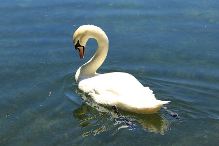 Feather beak white