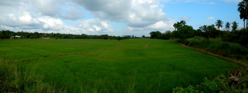 Rice Fields photo