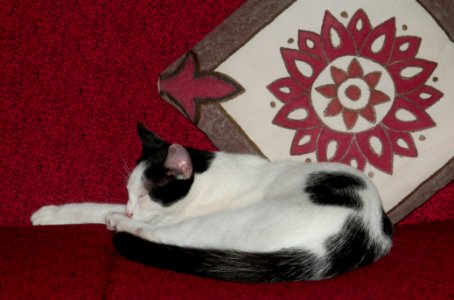 Cat Nap