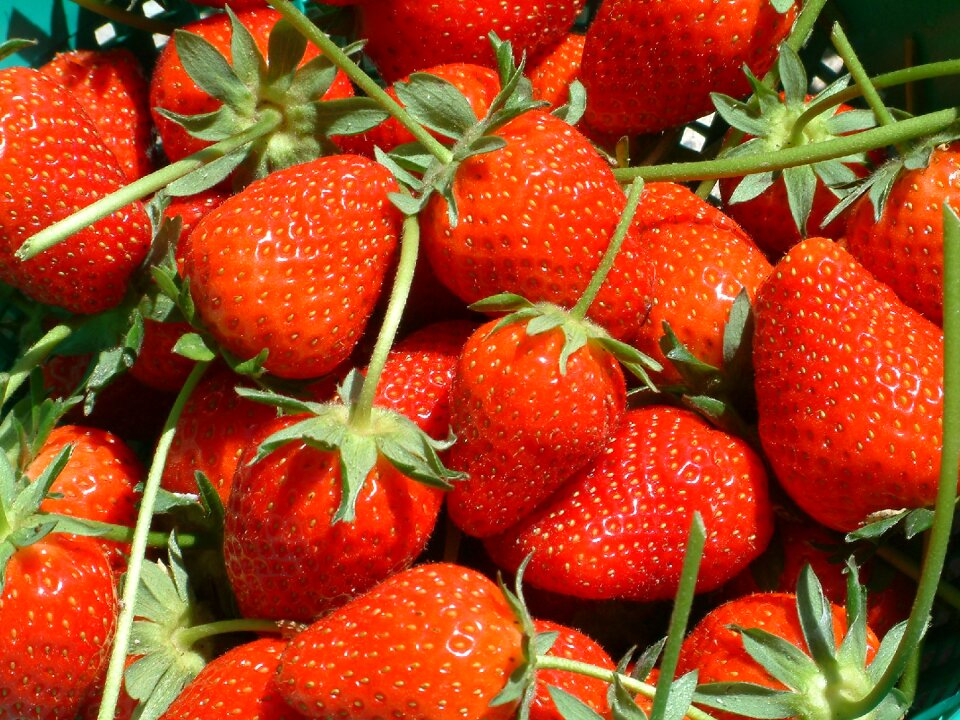 Dessert summer nature