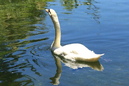 Lake bird wildlife