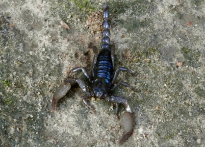 Scorpion