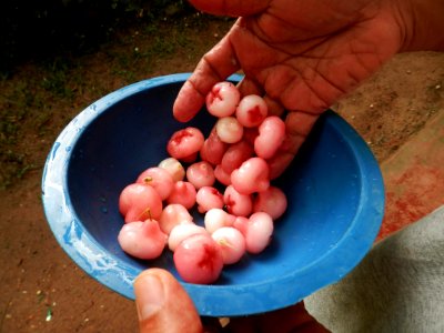 Sri Lankan Jambu