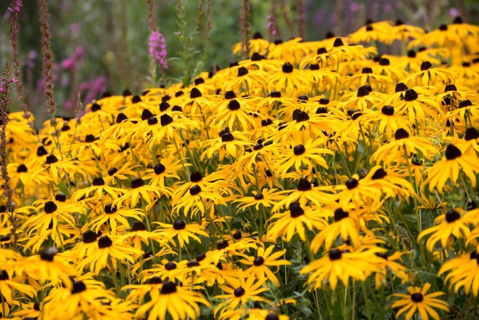 Yellow blossom bloom