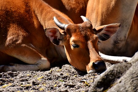 Wild zoo hellabrunn photo