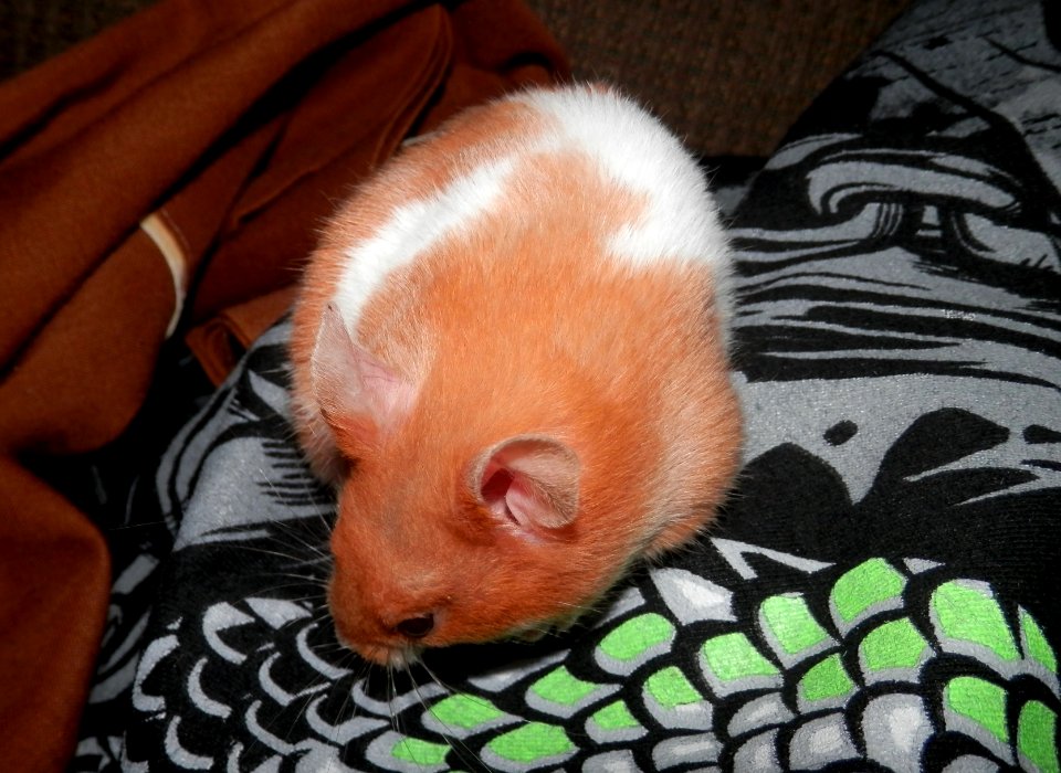 Hamster - Ms. Eight