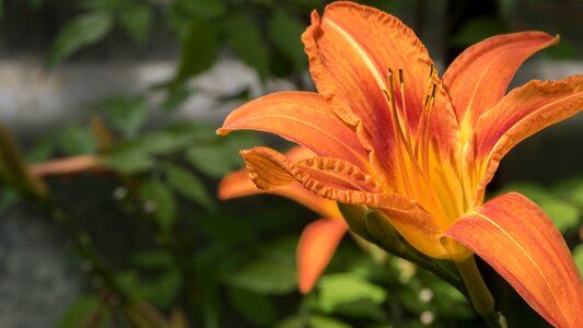 Orange yellow botanical garden