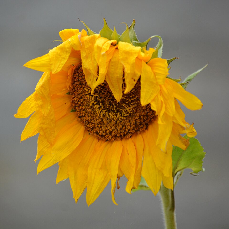 Yellow nature plant
