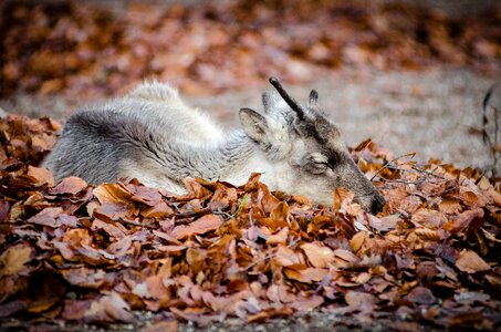 Outdoors sleeping wildlife photo