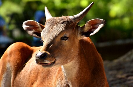 Wild zoo hellabrunn photo