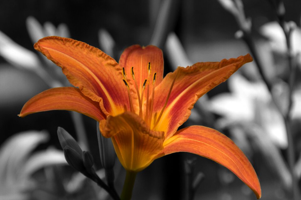 Monochrome orange yellow