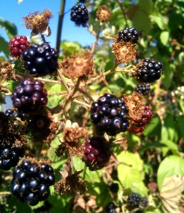 In Seach of Blackberries photo