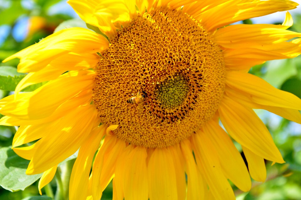 Pollen yellow flower bloom photo