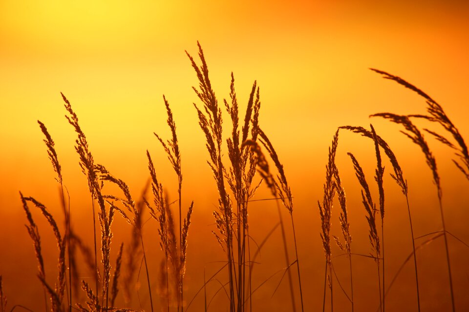 Fog grass nature photo