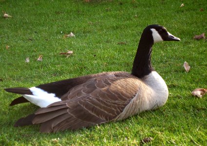 Goose Patrol 1/3