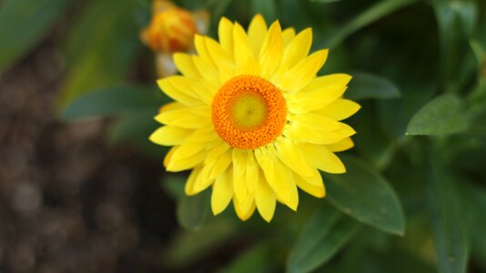 Yellow flower flower gardens little flower