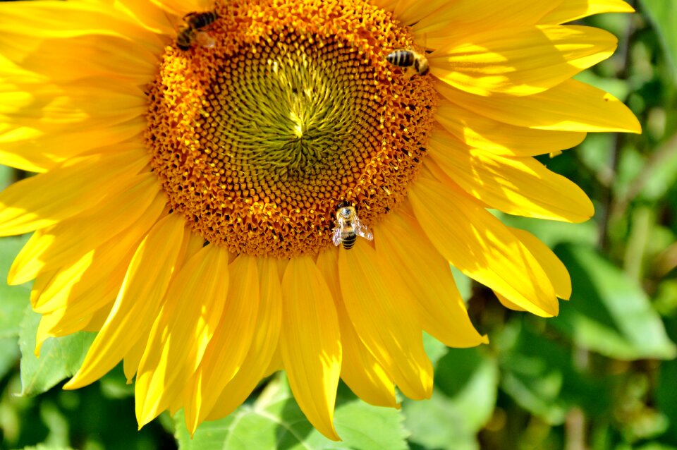 Pollen yellow flower bloom