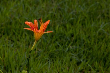 The leaves tabitha flowers