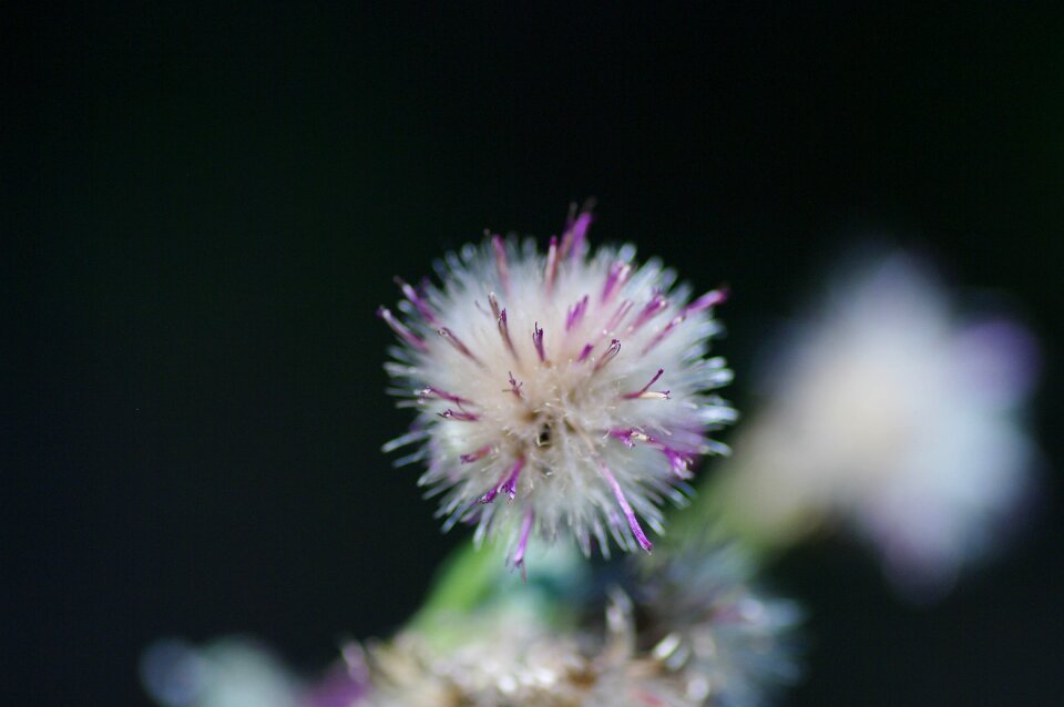 Thistle nature detail