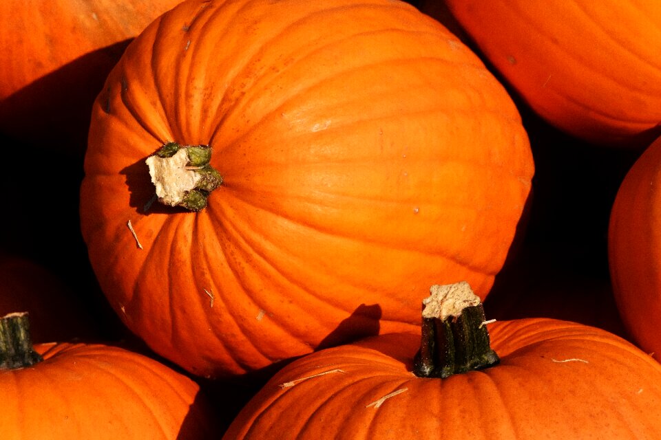 Harvest decorative squashes decoration