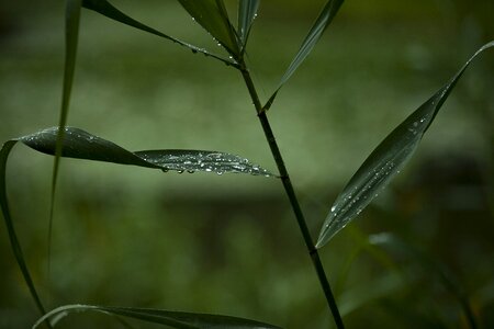 The leaves tabitha wood