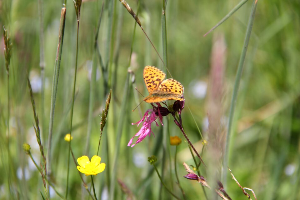 Meadow butterfly nature photo