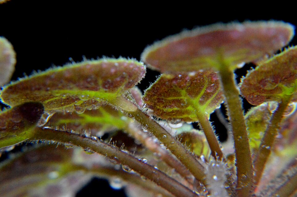 Dewdrop green foliage