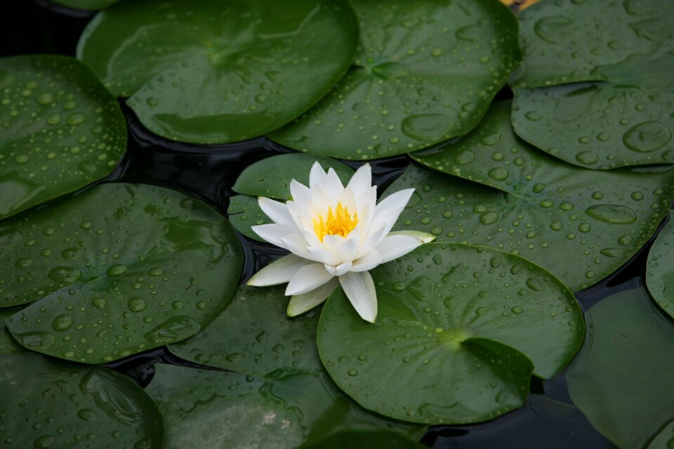 Lotus leaf tabitha lotus
