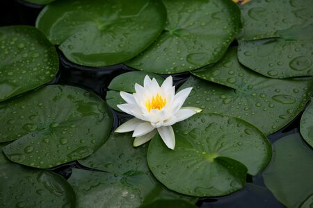 Lotus leaf tabitha lotus