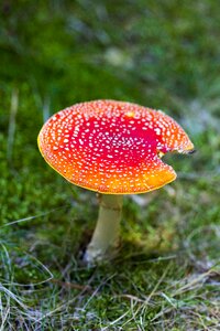 Amanita muscaria toxic wild mushroom photo