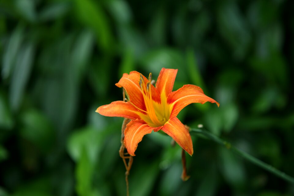 The leaves tabitha flowers