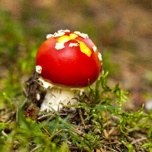 Amanita muscaria toxic wild mushroom