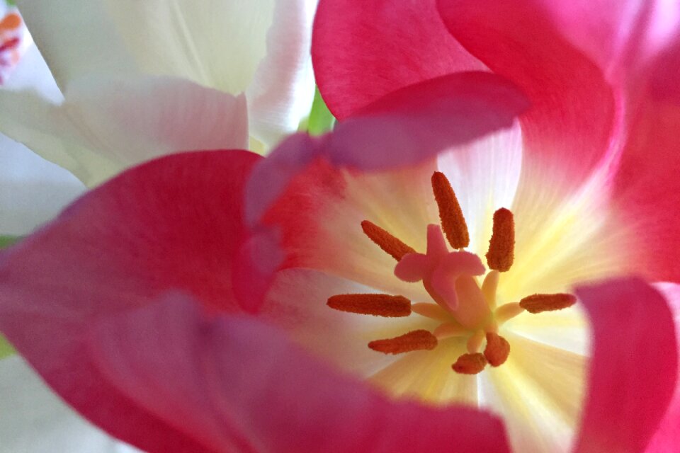 Tulip red pink