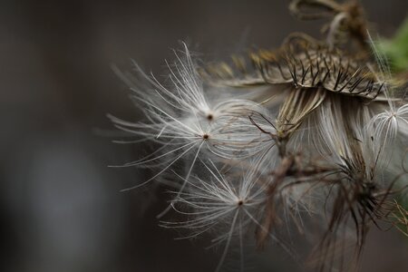 Meadow ripe bud
