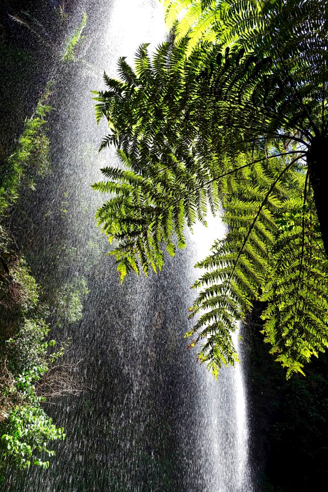 Forest landscape natural foliage