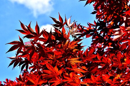 Red maple leaves garden