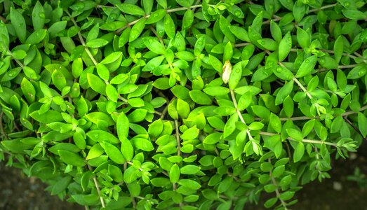 Green abstract state of the union