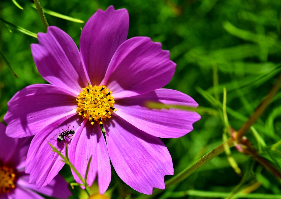 Insect nature garden