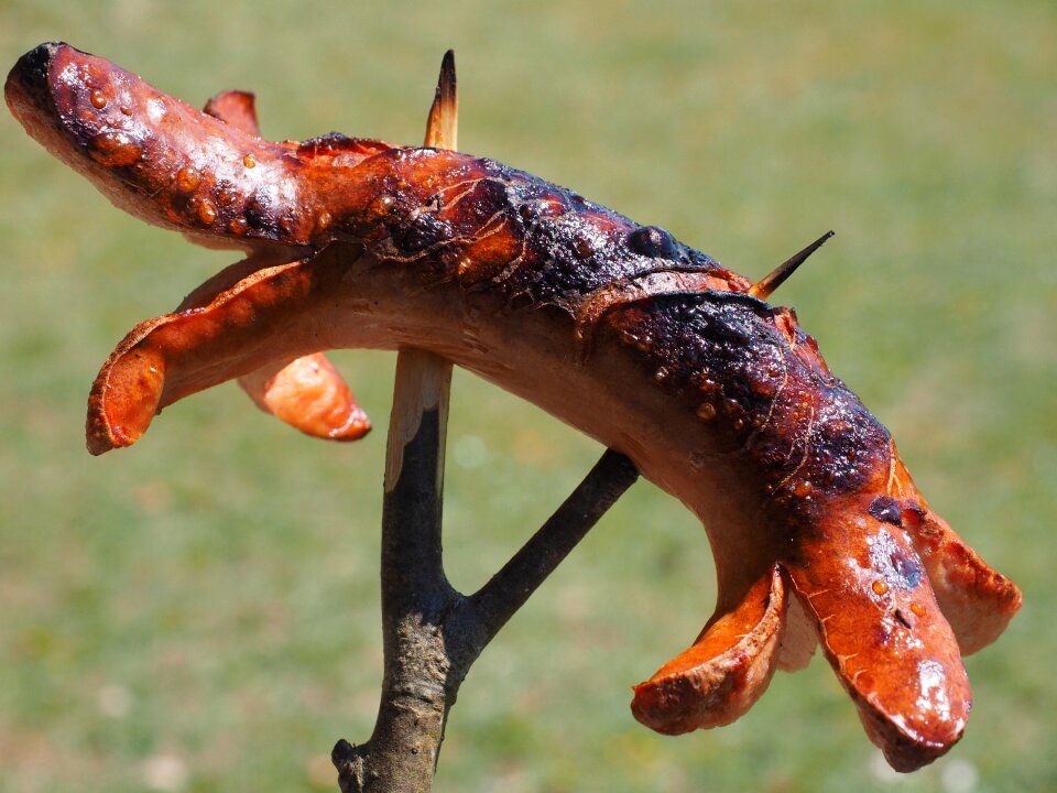 Burned grill sausage red
