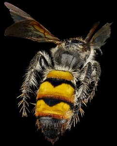 Bug mounted wings photo