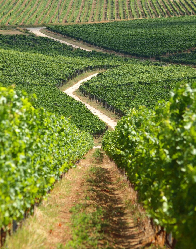 Villány grape green