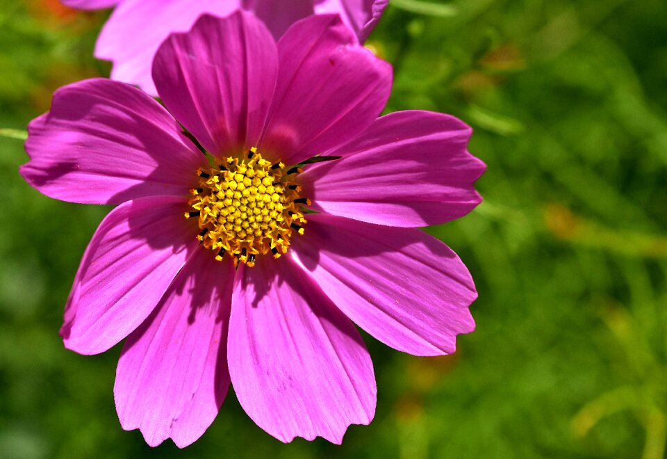 Plant nature petals photo