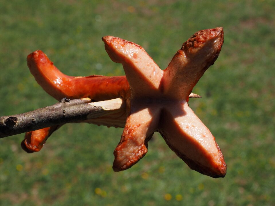 Sausage grill sizzle