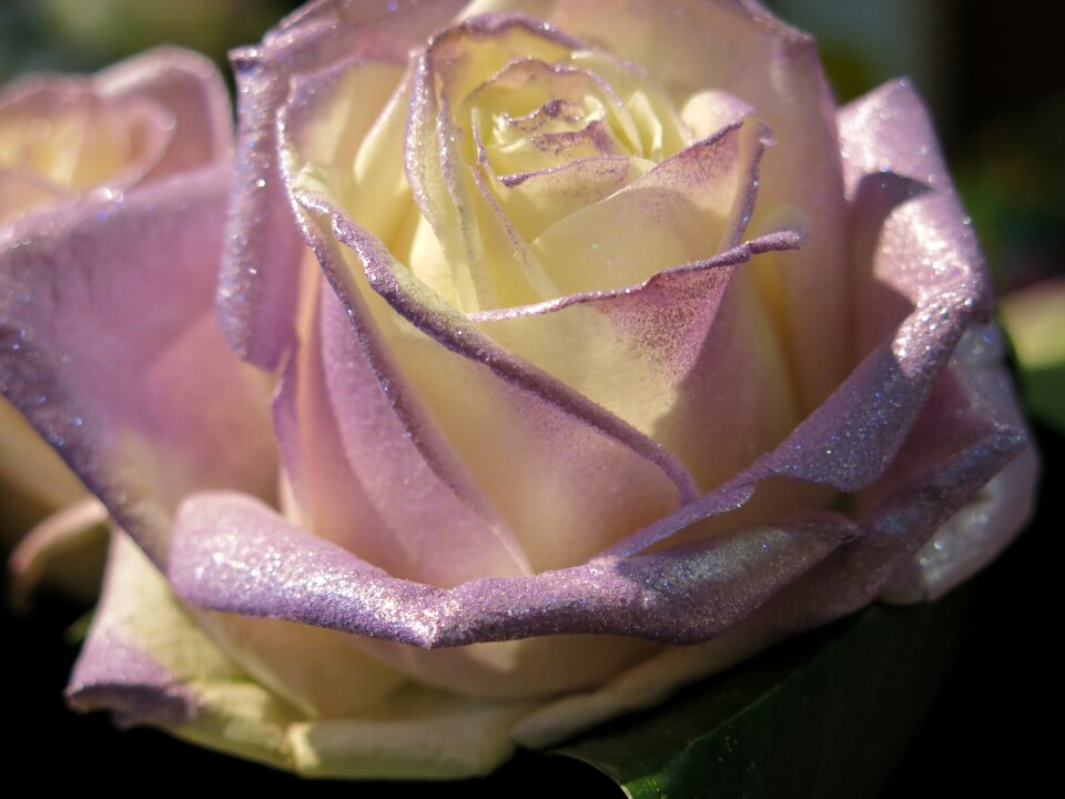 Flower nature beauty