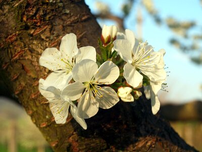 Flowering tree spring sunshine photo